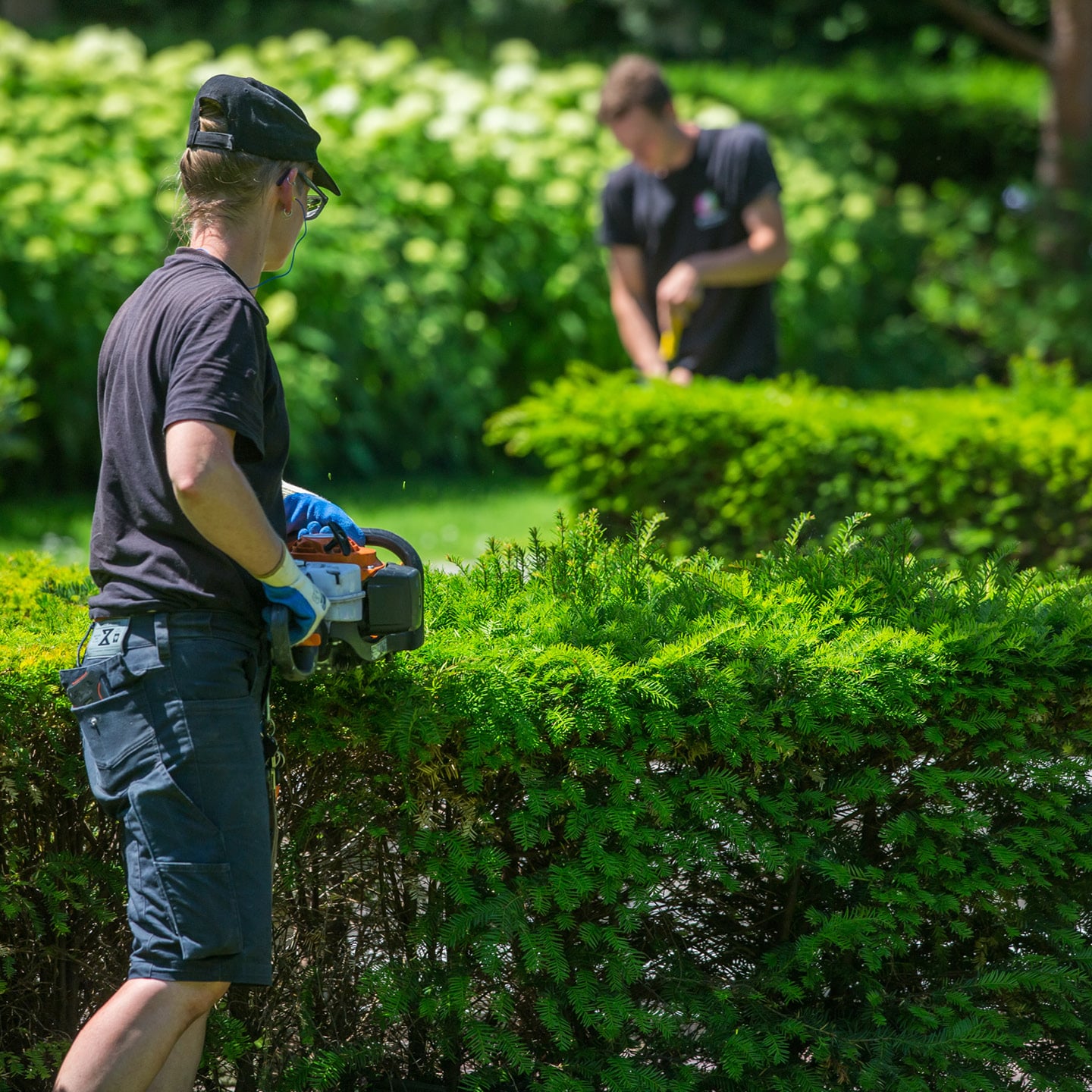 Beran-Service, Gartenpflege, grün, schwarze Arbeitskleidung, Heckenschnitt Mit Arbeitshandschuhen und schwarzer Arbeitskleidung werden grüne Hecken im Garten beschnitten, während ein Teammitglied im Hintergrund arbeitet.