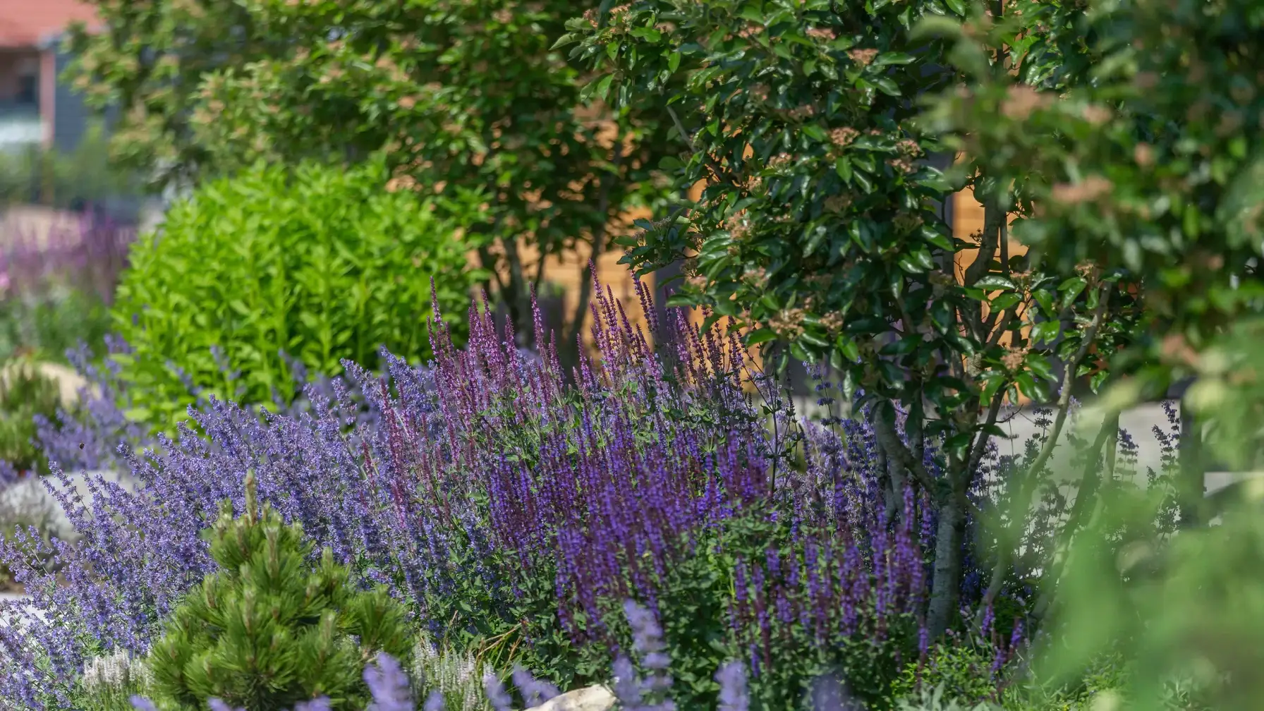 Lila Blumen und grüne Sträucher in einem Garten mit verschiedenen Pflanzenarten.