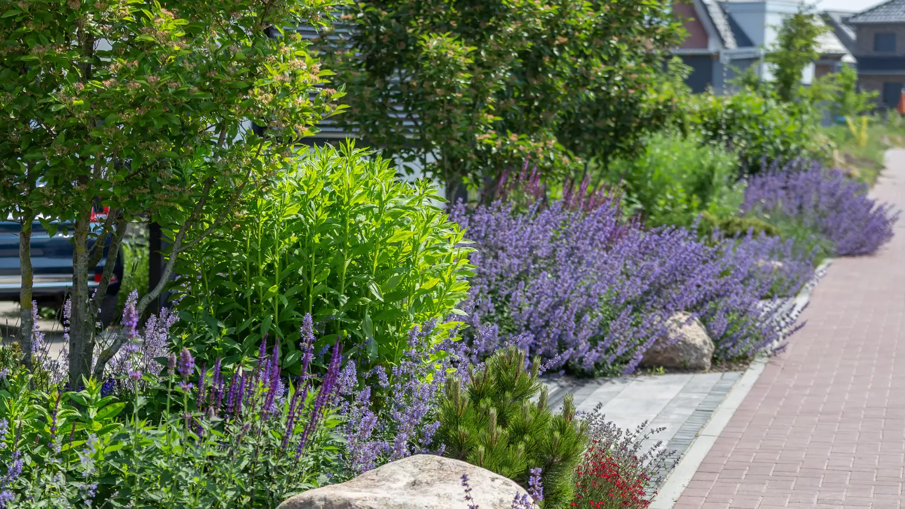 Entlang eines Gehwegs wachsen dichte Lavendel- und Salvia-Beete mit grünem Strauchwerk, Steinen und jungen Bäumen vor hellen Wohnhäusern.