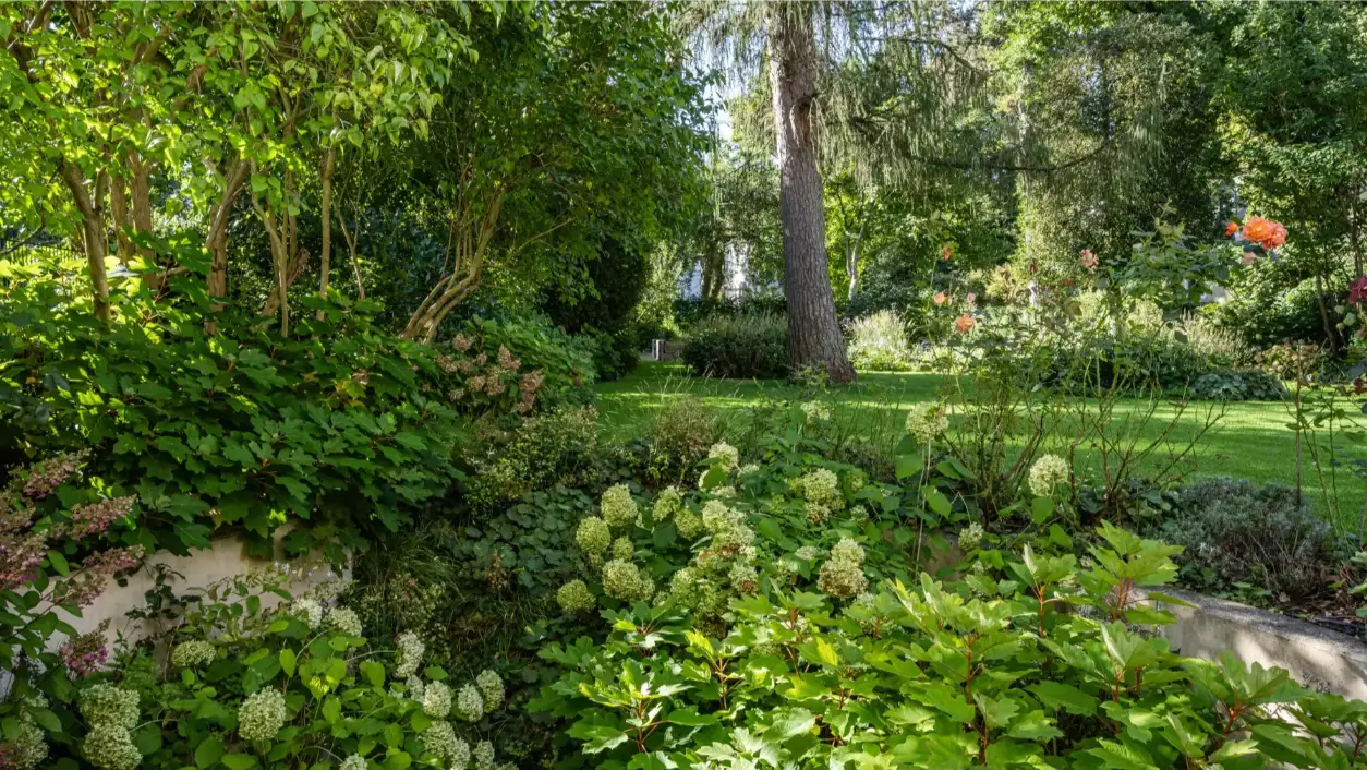 In einem üppigen Garten stehen Hortensien, Rosen und hohe Bäume neben gepflegtem Rasen und dichter Staudenbepflanzung im warmen Sonnenlicht.