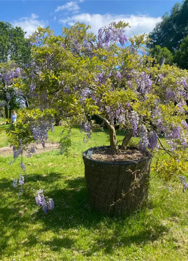 Eine Wisteria-Pflanze mit lila Blüten in einem großen Topf auf einer Wiese.
