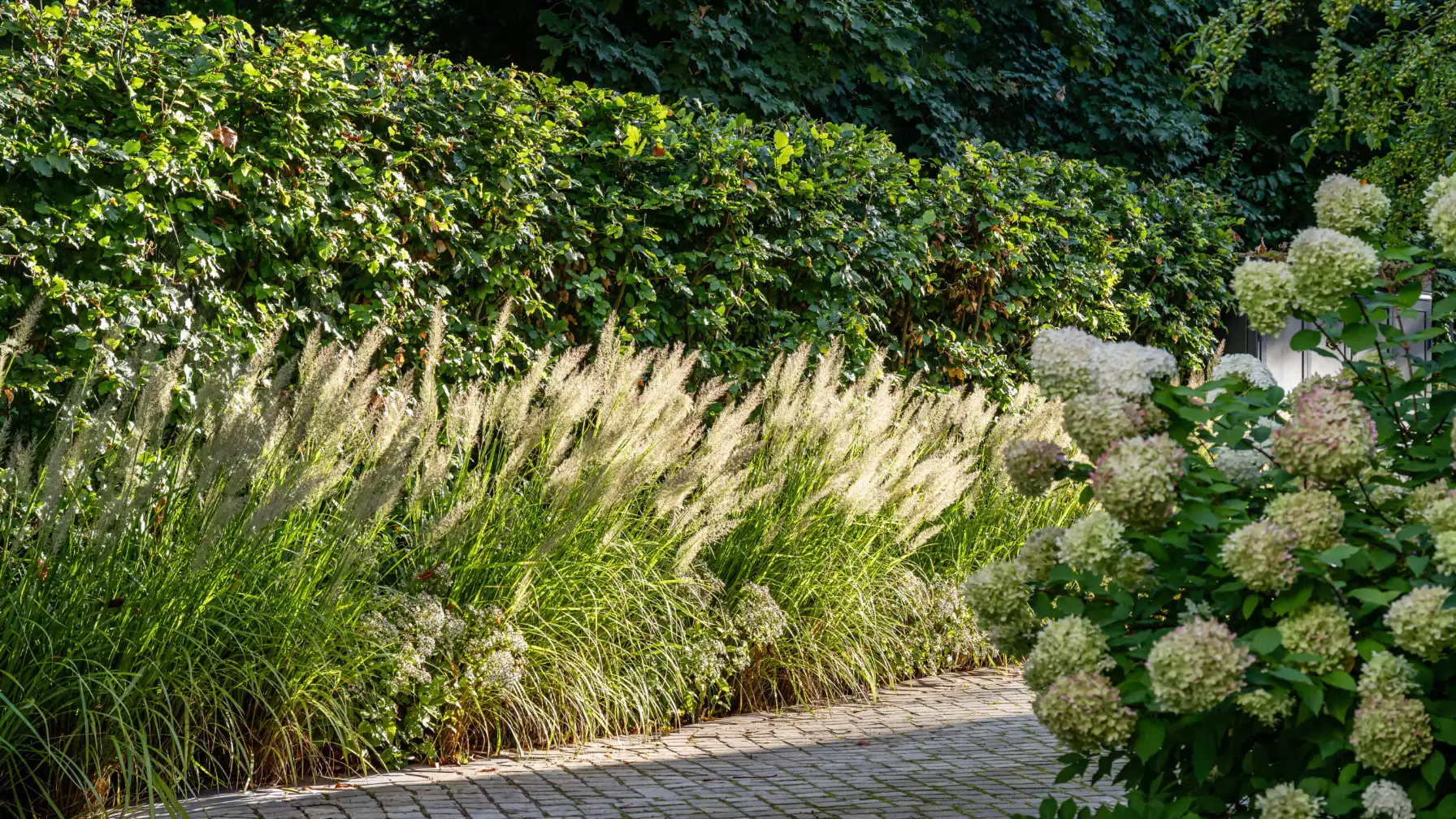 Entlang eines gepflasterten Weges wachsen hohe Ziergräser vor einer dichten Hecke, während weiße Hortensien den rechten Rand des Gartens füllen.